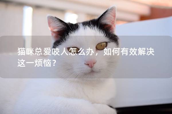 猫咪总爱咬人怎么办，如何有效解决这一烦恼？