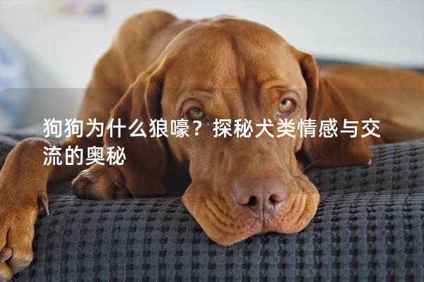 狗狗为什么狼嚎？探秘犬类情感与交流的奥秘