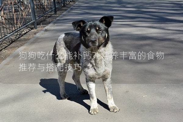 狗狗吃什么能补钙？营养丰富的食物推荐与搭配技巧