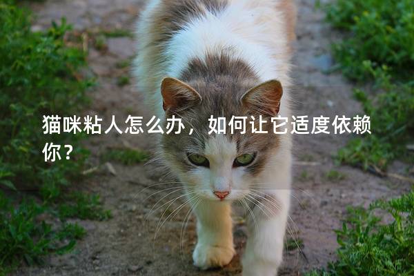 猫咪粘人怎么办，如何让它适度依赖你？