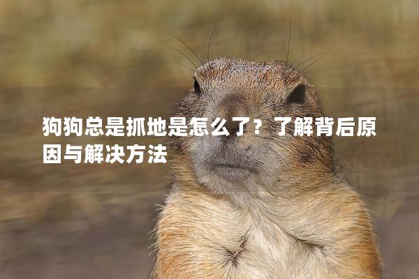 狗狗总是抓地是怎么了？了解背后原因与解决方法