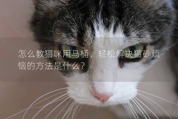 怎么教猫咪用马桶，轻松解决猫砂烦恼的方法是什么？