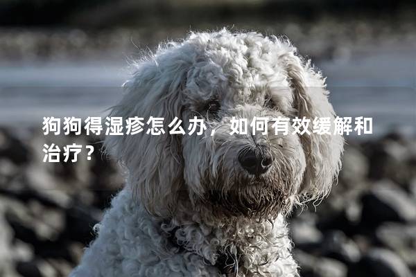 狗狗得湿疹怎么办，如何有效缓解和治疗？