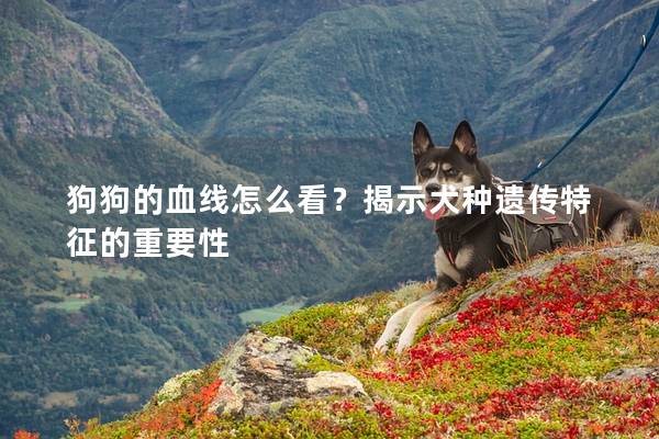 狗狗的血线怎么看？揭示犬种遗传特征的重要性