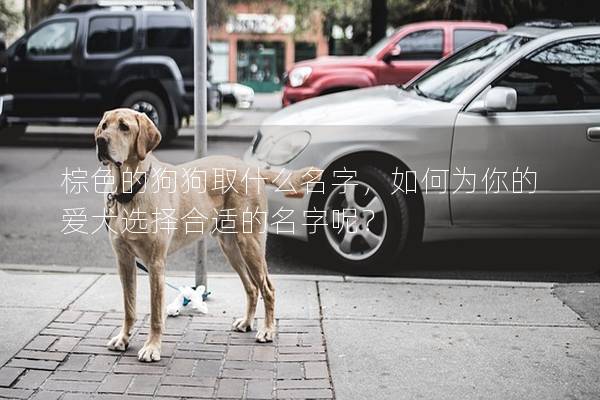 棕色的狗狗取什么名字，如何为你的爱犬选择合适的名字呢？