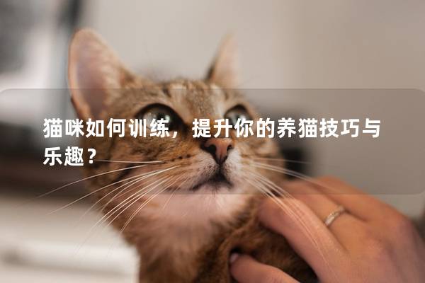 猫咪如何训练，提升你的养猫技巧与乐趣？