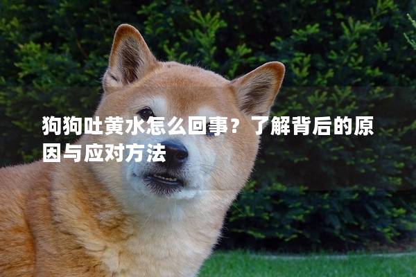 狗狗吐黄水怎么回事？了解背后的原因与应对方法