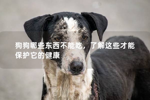 狗狗哪些东西不能吃，了解这些才能保护它的健康