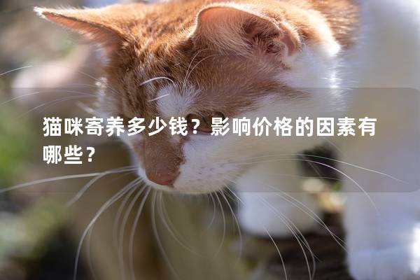 猫咪寄养多少钱？影响价格的因素有哪些？