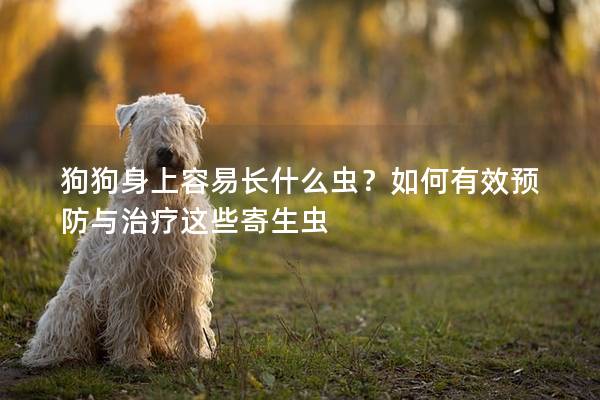 狗狗身上容易长什么虫？如何有效预防与治疗这些寄生虫