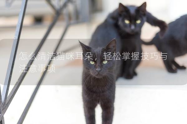 怎么清洁猫咪耳朵，轻松掌握技巧与注意事项