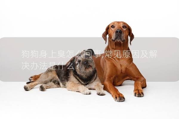 狗狗身上臭怎么回事,常见原因及解决办法是什么?