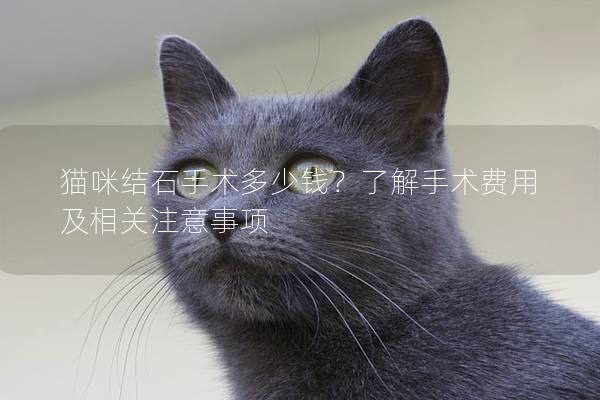 猫咪结石手术多少钱？了解手术费用及相关注意事项