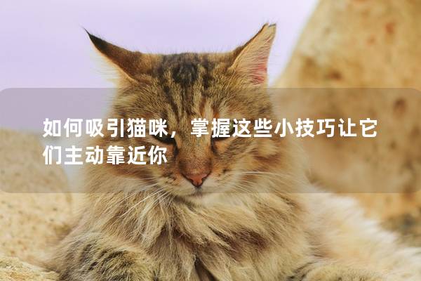 如何吸引猫咪，掌握这些小技巧让它们主动靠近你