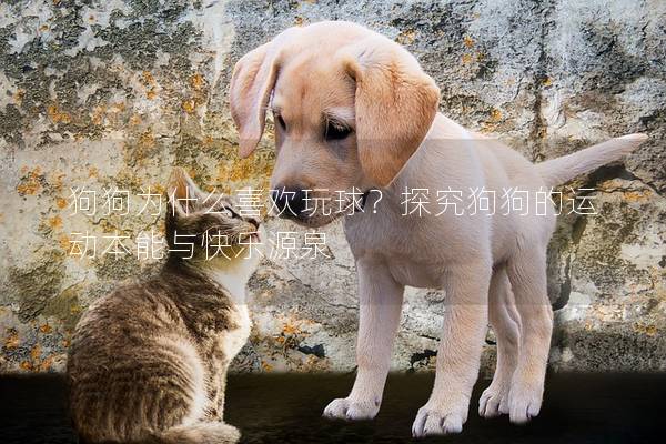 狗狗为什么喜欢玩球?探究狗狗的运动本能与快乐源泉