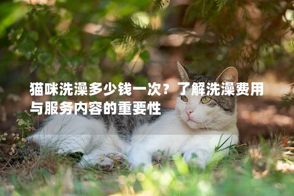 猫咪洗澡多少钱一次？了解洗澡费用与服务内容的重要性