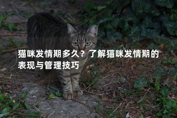 猫咪发情期多久？了解猫咪发情期的表现与管理技巧