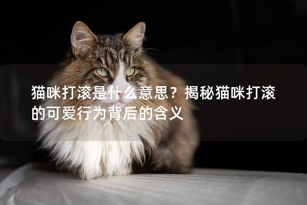 猫咪打滚是什么意思？揭秘猫咪打滚的可爱行为背后的含义