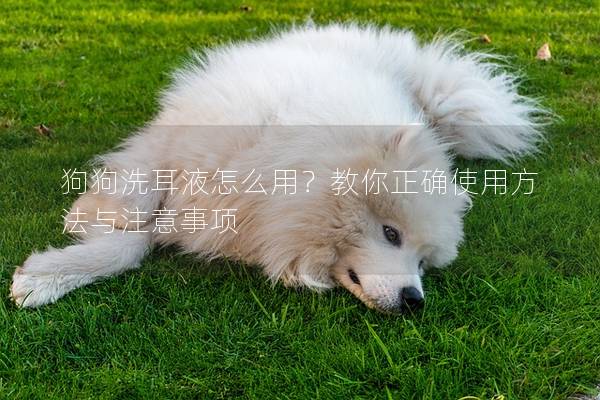 狗狗洗耳液怎么用？教你正确使用方法与注意事项