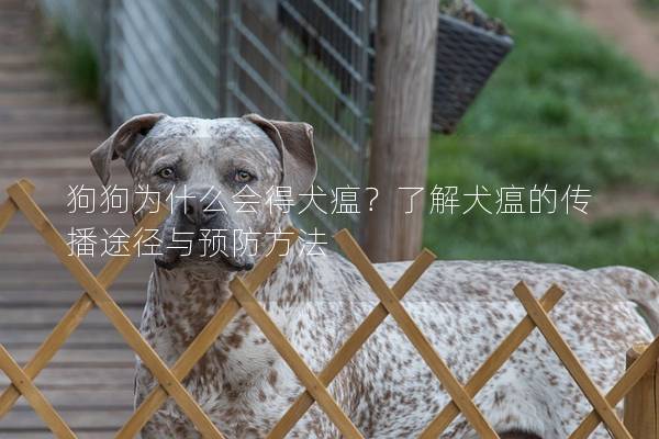 狗狗为什么会得犬瘟?了解犬瘟的传播途径与预防方法