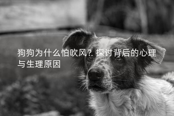 狗狗为什么怕吹风？探讨背后的心理与生理原因