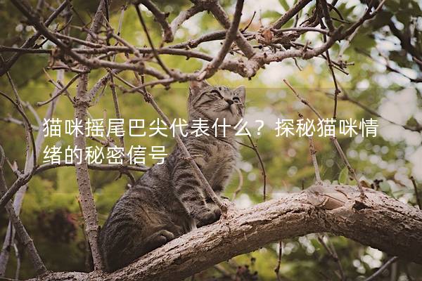 猫咪摇尾巴尖代表什么？探秘猫咪情绪的秘密信号