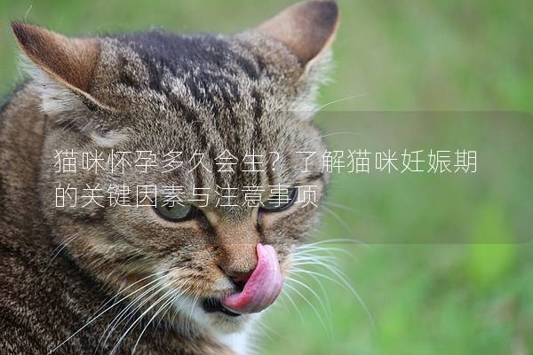 猫咪怀孕多久会生？了解猫咪妊娠期的关键因素与注意事项