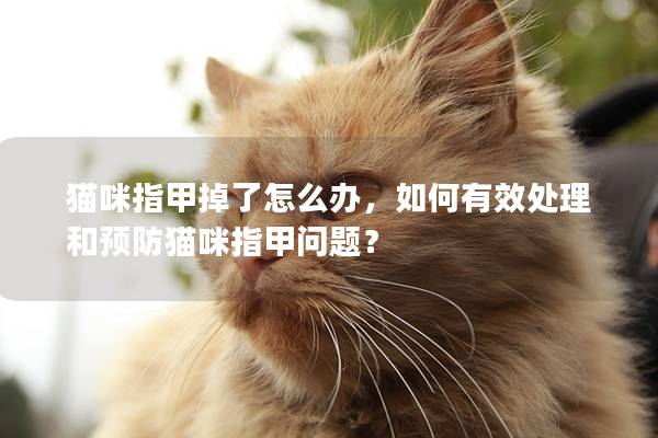 猫咪指甲掉了怎么办，如何有效处理和预防猫咪指甲问题？