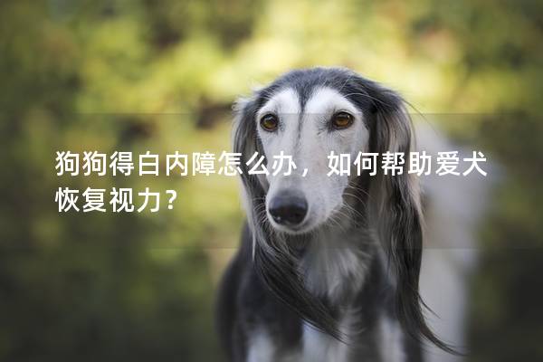 狗狗得白内障怎么办，如何帮助爱犬恢复视力？