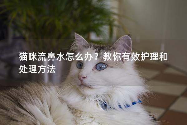 猫咪流鼻水怎么办？教你有效护理和处理方法