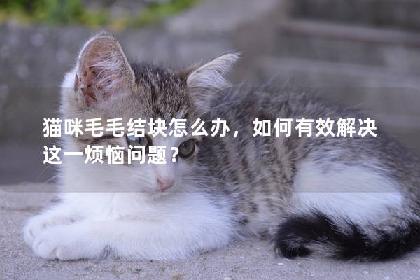 猫咪毛毛结块怎么办，如何有效解决这一烦恼问题？