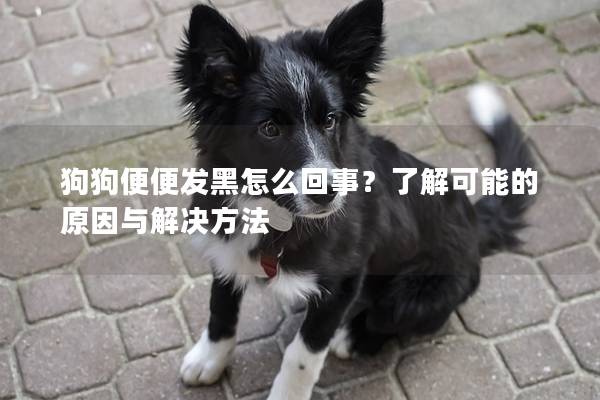 狗狗便便发黑怎么回事？了解可能的原因与解决方法