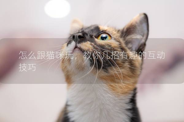 怎么跟猫咪玩，教你几招有趣的互动技巧