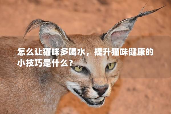 怎么让猫咪多喝水，提升猫咪健康的小技巧是什么？