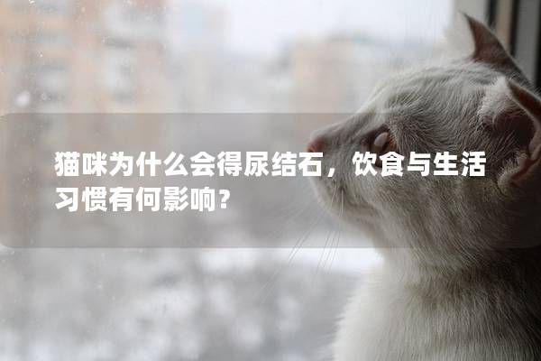 猫咪为什么会得尿结石，饮食与生活习惯有何影响？