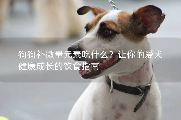 狗狗补微量元素吃什么？让你的爱犬健康成长的饮食指南