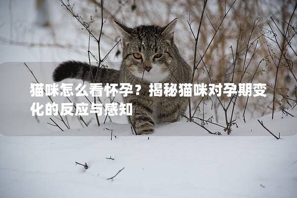 猫咪怎么看怀孕？揭秘猫咪对孕期变化的反应与感知