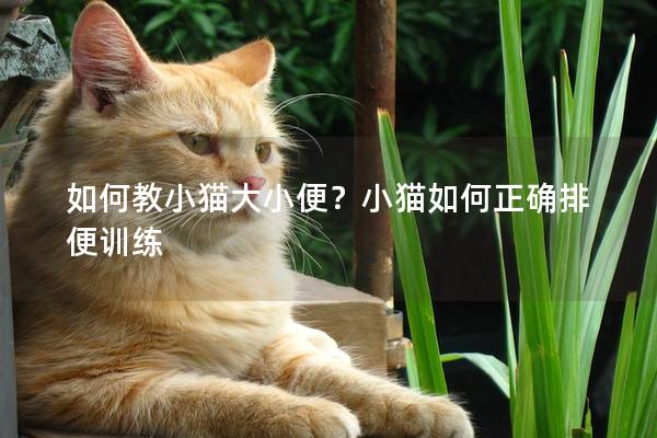 如何教小猫大小便？小猫如何正确排便训练