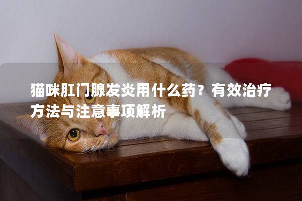 猫咪肛门腺发炎用什么药？有效治疗方法与注意事项解析