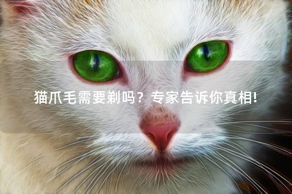 猫爪毛需要剃吗？专家告诉你真相!