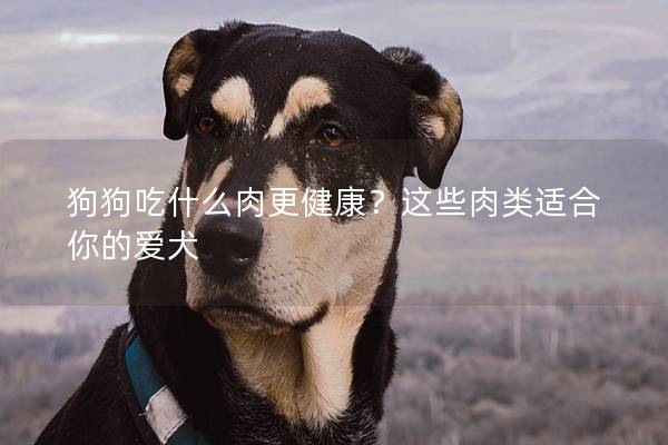 狗狗吃什么肉更健康？这些肉类适合你的爱犬