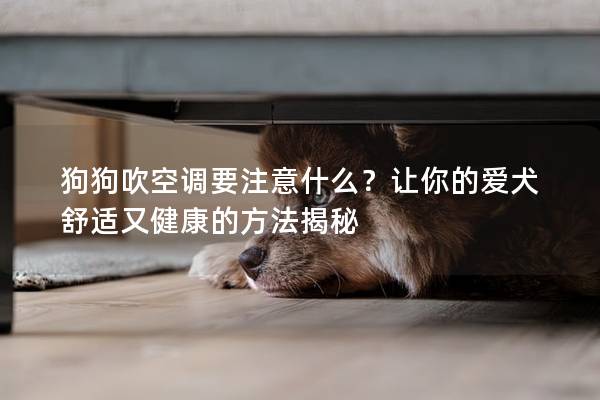 狗狗吹空调要注意什么？让你的爱犬舒适又健康的方法揭秘