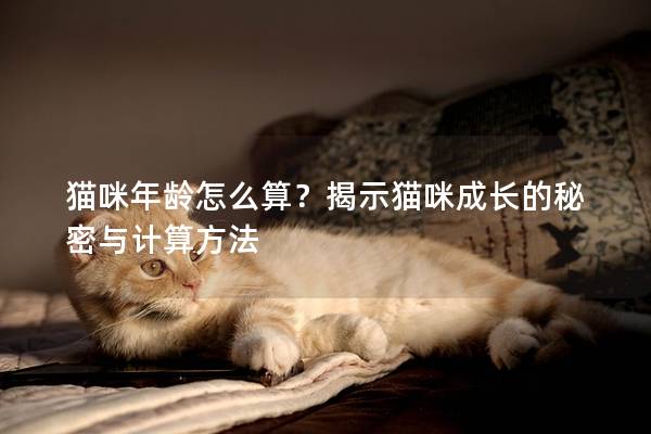 猫咪年龄怎么算？揭示猫咪成长的秘密与计算方法