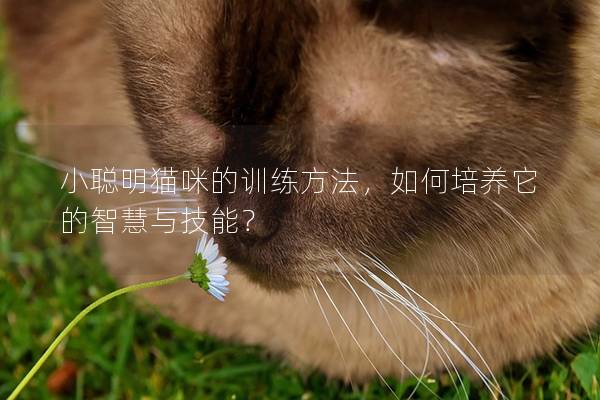 小聪明猫咪的训练方法，如何培养它的智慧与技能？