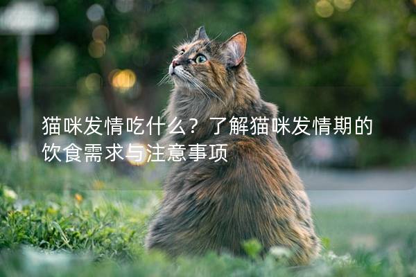 猫咪发情吃什么？了解猫咪发情期的饮食需求与注意事项