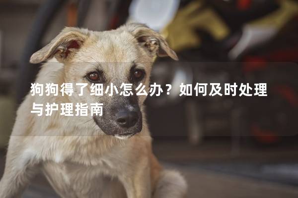 狗狗得了细小怎么办？如何及时处理与护理指南