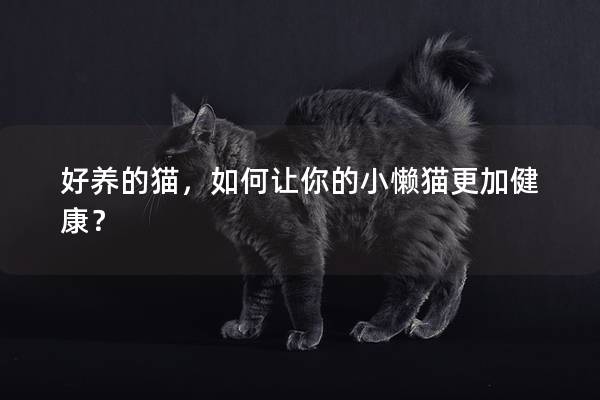 好养的猫，如何让你的小懒猫更加健康？