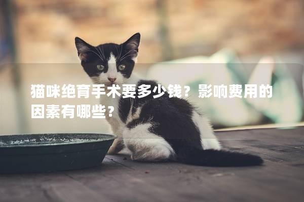 猫咪绝育手术要多少钱？影响费用的因素有哪些？