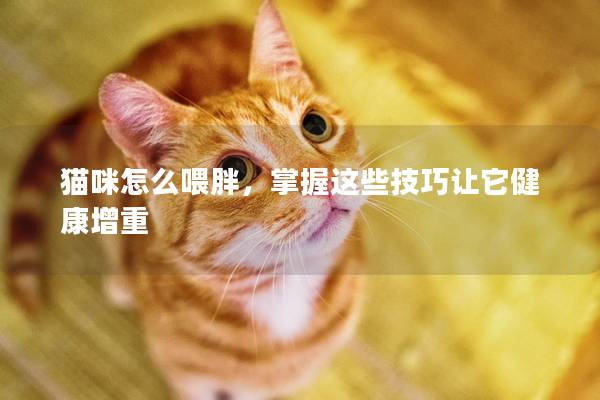 猫咪怎么喂胖，掌握这些技巧让它健康增重