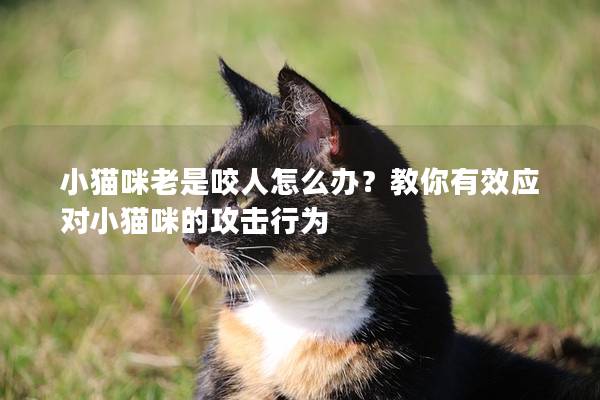 小猫咪老是咬人怎么办？教你有效应对小猫咪的攻击行为